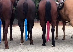 Horse Tail Bags